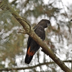 Calyptorhynchus lathami lathami at Wingello, NSW - suppressed