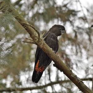 Calyptorhynchus lathami lathami at Wingello, NSW - suppressed