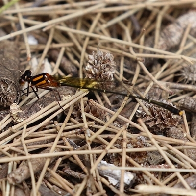 Nososticta solida (Orange Threadtail) at Gordon, ACT - 7 Jan 2025 by RodDeb