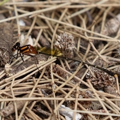 Nososticta solida at Gordon, ACT - 7 Jan 2025 01:10 PM