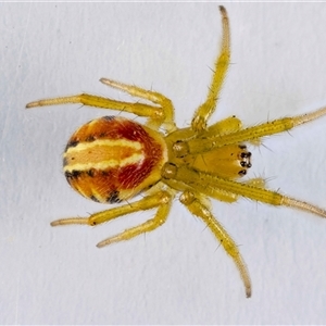 Deliochus sp. (genus) (A leaf curling spider) at Jerrabomberra, NSW by MarkT