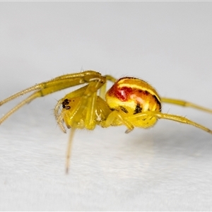 Deliochus sp. (genus) at Jerrabomberra, NSW - suppressed