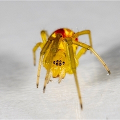 Deliochus sp. (genus) at Jerrabomberra, NSW - suppressed