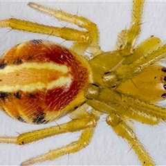 Deliochus sp. (genus) at Jerrabomberra, NSW - suppressed