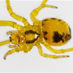 Deliochus sp. (genus) at Jerrabomberra, NSW - suppressed