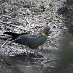 Calyptorhynchus lathami lathami (Glossy Black-Cockatoo) at Wingello, NSW - 16 Dec 2019 by GITM1