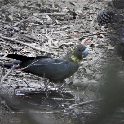 Calyptorhynchus lathami lathami (Glossy Black-Cockatoo) at Wingello, NSW - 16 Dec 2019 by GITM1