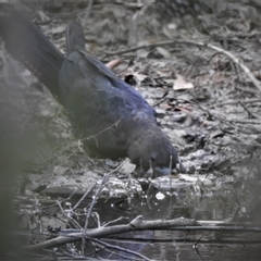 Calyptorhynchus lathami lathami at Wingello, NSW - suppressed