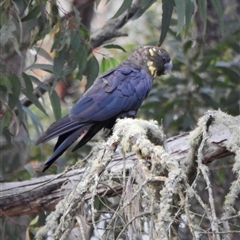 Calyptorhynchus lathami lathami at Wingello, NSW - suppressed