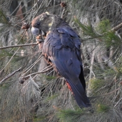 Calyptorhynchus lathami lathami at Wingello, NSW - suppressed