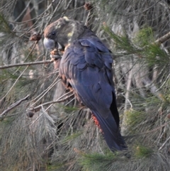 Calyptorhynchus lathami lathami at Wingello, NSW - 16 Dec 2019