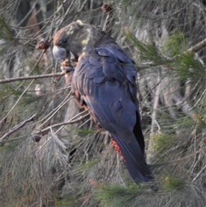 Calyptorhynchus lathami lathami at Wingello, NSW - suppressed