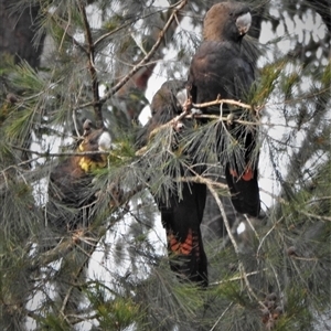 Calyptorhynchus lathami lathami at Wingello, NSW - suppressed