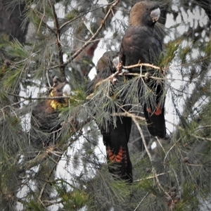 Calyptorhynchus lathami lathami at Wingello, NSW - 16 Dec 2019