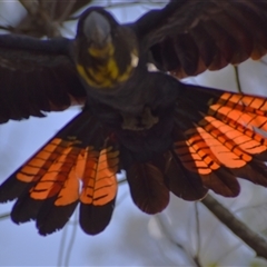 Calyptorhynchus lathami lathami (Glossy Black-Cockatoo) at Wingello, NSW - 31 Jan 2023 by GITM1