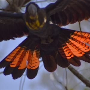 Calyptorhynchus lathami lathami at Wingello, NSW - 1 Feb 2023