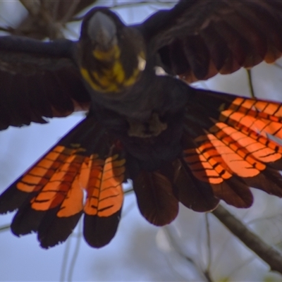 Calyptorhynchus lathami lathami (Glossy Black-Cockatoo) at Wingello, NSW - 1 Feb 2023 by GITM1