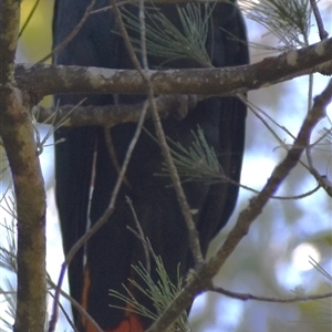 Calyptorhynchus lathami lathami at Wingello, NSW - suppressed