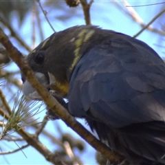 Calyptorhynchus lathami lathami at Wingello, NSW - suppressed