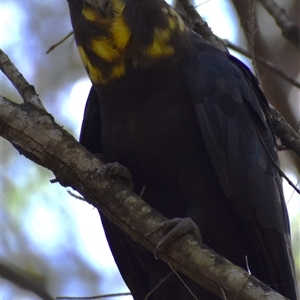 Calyptorhynchus lathami lathami at Wingello, NSW - suppressed