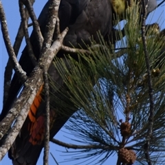 Calyptorhynchus lathami lathami at Wingello, NSW - 1 Feb 2023