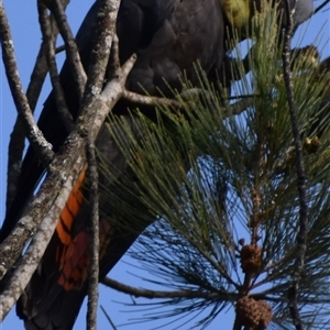 Calyptorhynchus lathami lathami at Wingello, NSW - suppressed