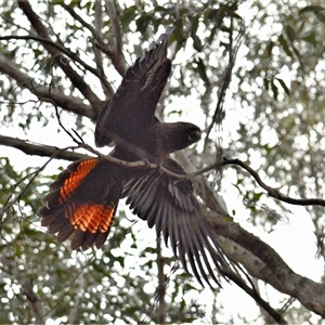 Calyptorhynchus lathami lathami (Glossy Black-Cockatoo) at Wingello, NSW by GITM1