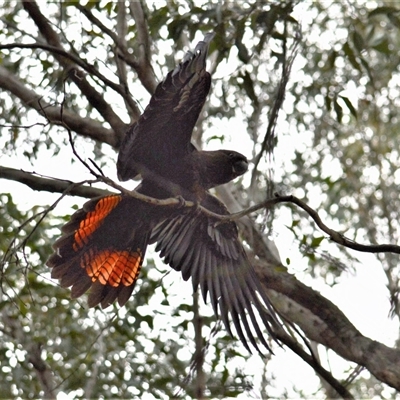 Calyptorhynchus lathami lathami (Glossy Black-Cockatoo) at Wingello, NSW - 27 Sep 2019 by GITM1