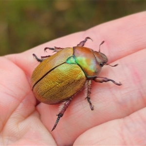 Anoplognathus suturalis at Palerang, NSW - 7 Jan 2025