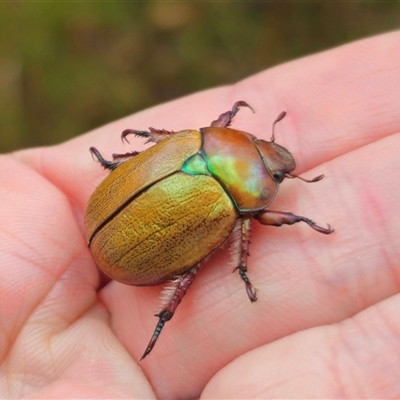 Anoplognathus suturalis (Centreline Christmas beetle) at Palerang, NSW - 7 Jan 2025 by Csteele4