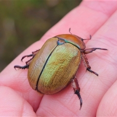 Anoplognathus suturalis at Palerang, NSW - 7 Jan 2025