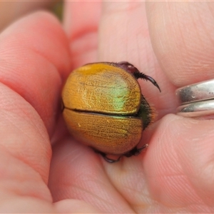 Anoplognathus suturalis at Palerang, NSW - 7 Jan 2025