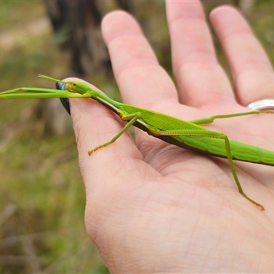 Didymuria violescens (Spur-legged stick insect) at Palerang, NSW - 7 Jan 2025 by Csteele4