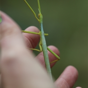 Didymuria violescens at Palerang, NSW - 7 Jan 2025