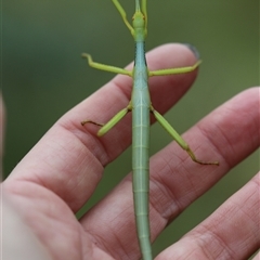 Didymuria violescens at Palerang, NSW - 7 Jan 2025