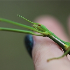 Didymuria violescens at Palerang, NSW - 7 Jan 2025