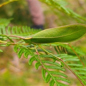 Narea sp. (genus) (A katydid) at Palerang, NSW by Csteele4