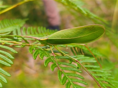 Narea sp. (genus) (A katydid) at Palerang, NSW - 7 Jan 2025 by Csteele4