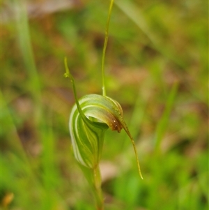 Diplodium decurvum at Palerang, NSW - 7 Jan 2025