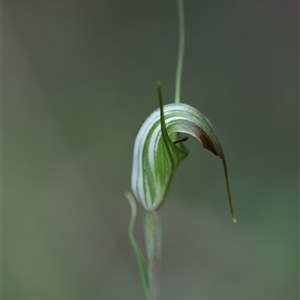 Diplodium decurvum at Palerang, NSW - 7 Jan 2025