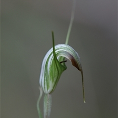 Diplodium decurvum at Palerang, NSW - 7 Jan 2025