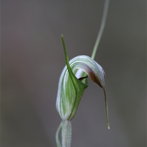 Diplodium decurvum at Palerang, NSW - 7 Jan 2025