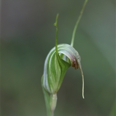 Diplodium decurvum at Palerang, NSW - 7 Jan 2025