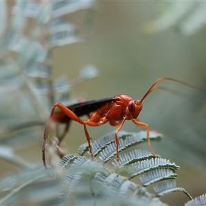 Lissopimpla excelsa (Orchid dupe wasp, Dusky-winged Ichneumonid) at Forbes Creek, NSW by Csteele4