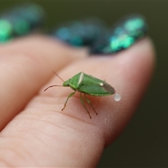 Ocirrhoe unimaculata (Green Stink Bug) at Forbes Creek, NSW - 7 Jan 2025 by Csteele4