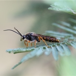 Tiphiidae (family) at Forbes Creek, NSW - 7 Jan 2025