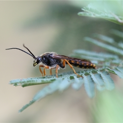 Tiphiidae (family) (Unidentified Smooth flower wasp) at Forbes Creek, NSW - 7 Jan 2025 by Csteele4