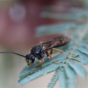 Tiphiidae (family) at Forbes Creek, NSW - 7 Jan 2025