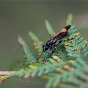 Orthogonis ornatipennis at Forbes Creek, NSW - 7 Jan 2025