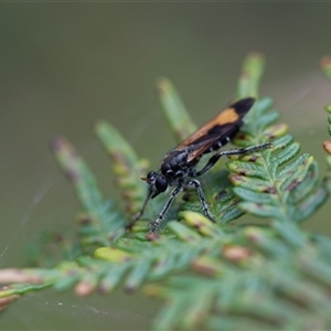 Orthogonis ornatipennis at Forbes Creek, NSW - 7 Jan 2025